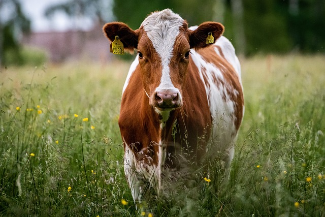 les-vaches-ont-elles-des-dents