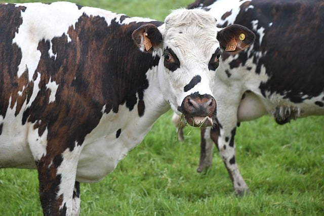 les-vaches-ont-elles-des-dents